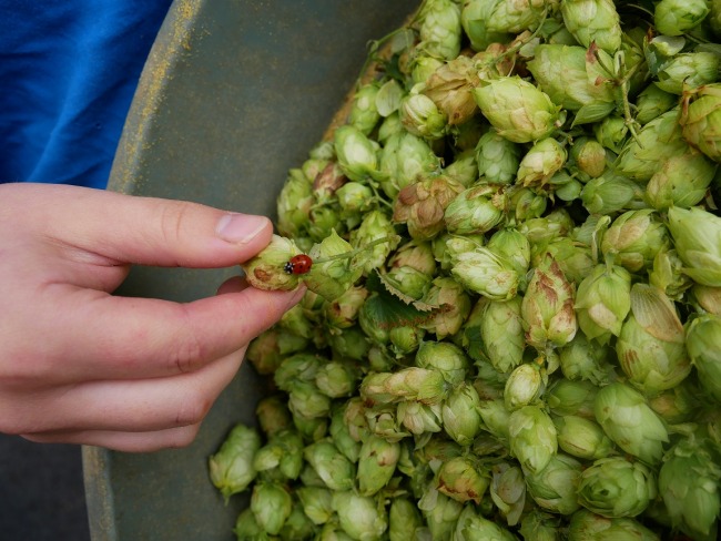 A ladybird on a whole cone green hop