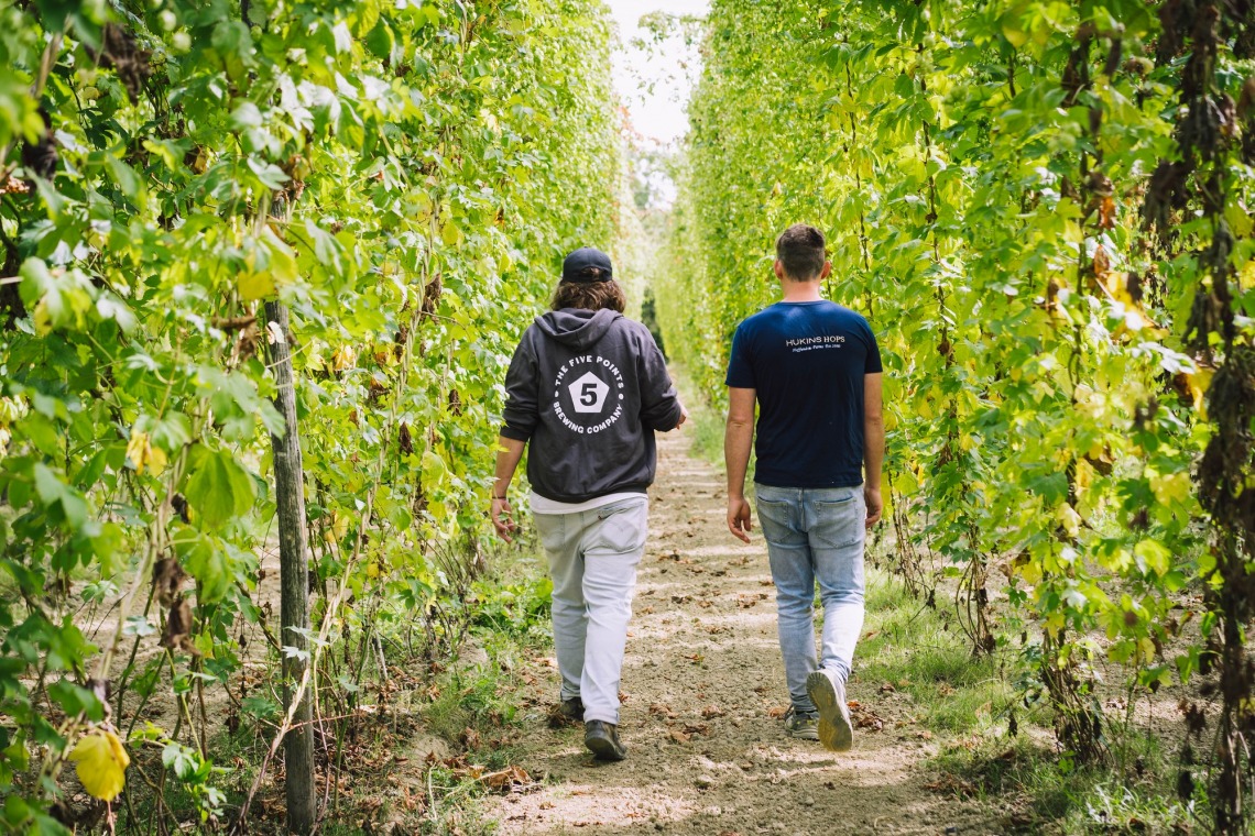 Five Points Head Brewer Greg Hobbs and hop farmer Ross Hukins walk between green hops on the bine in Kent